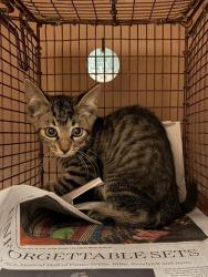 Shelter Stray Unknown Cat last seen Near Pearce Lane, DEL VALLE, TX, 78617, 7201 Levander Loop bldg a, Austin, TX 78702, USA