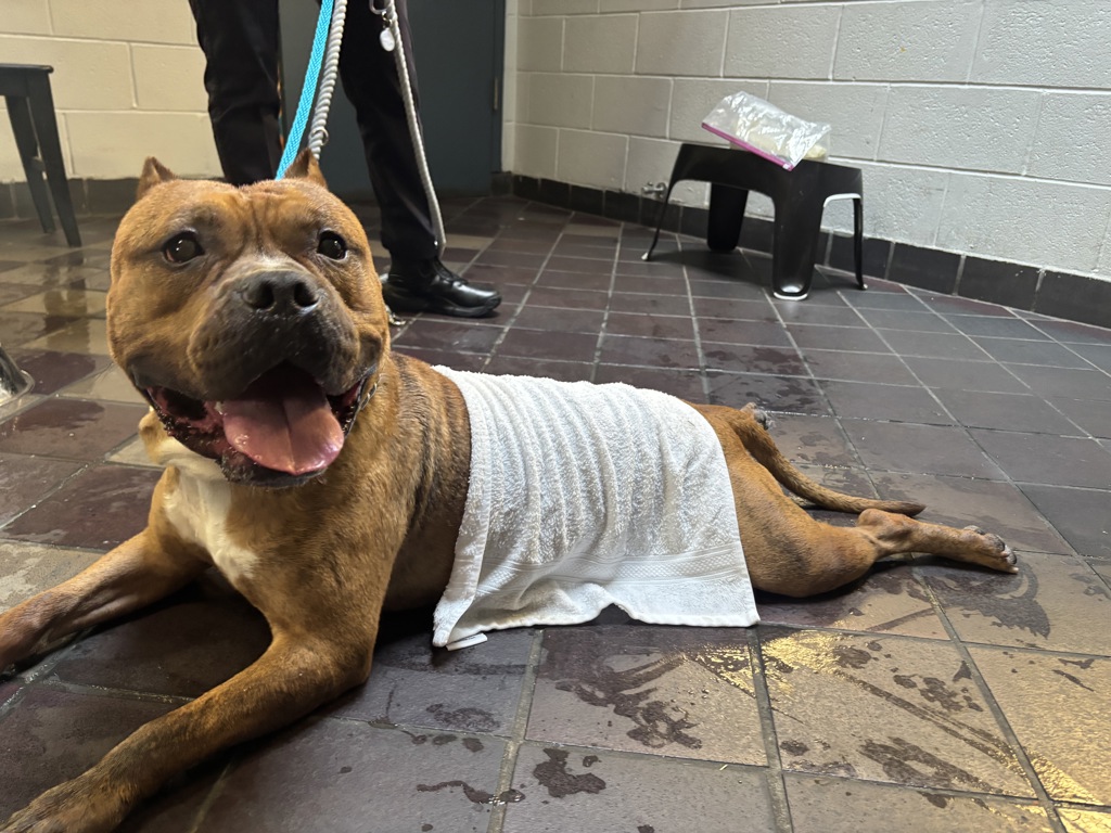 Shelter Stray Male Dog last seen Near W 8th Street, BROOKLYN, NY, 11224, 326 E 110th St, New York, NY 10029, USA