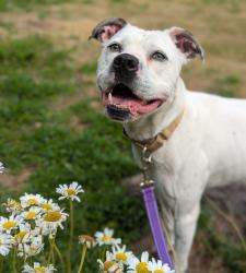 Shelter Stray Female Dog last seen SE 122nd and Powell, PORTLAND, OR, 97236, 1700 W Historic Columbia River Hwy, Troutdale, OR 97060, USA
