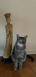 Reunited Male Cat last seen Pike and Elliot , Raleigh, NC 27613
