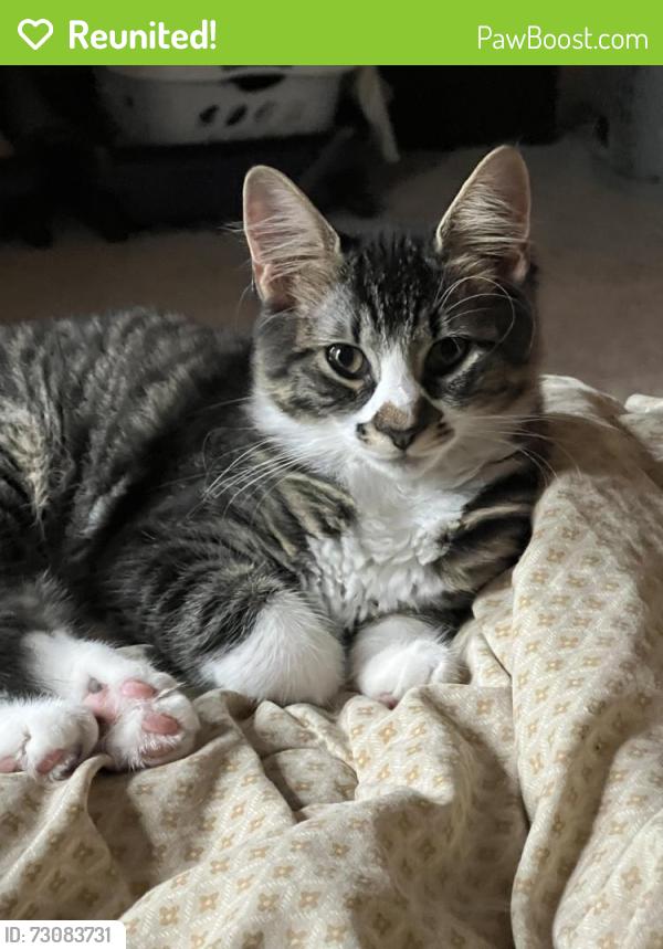 Reunited Female Cat last seen Hancock, Tanglewood, Turnbury, Lower Gwynedd Township, PA 19454