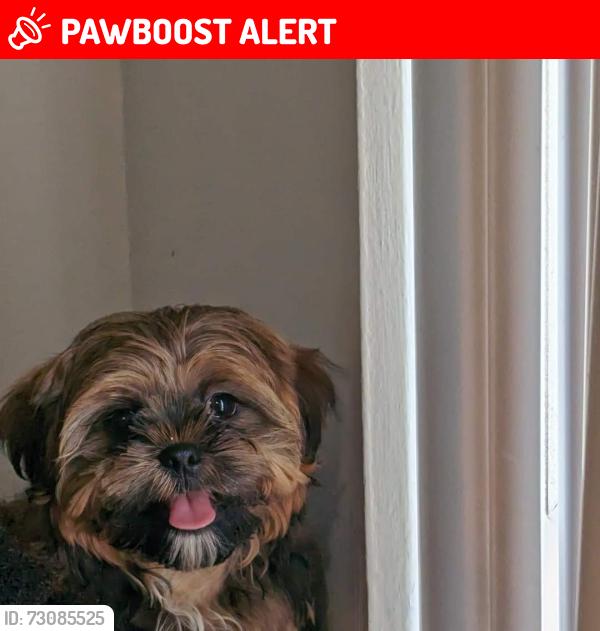 Lost Male Dog last seen Ashford Dr and chambers, Bellefontaine Neighbors, MO 63137