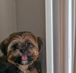 Lost Male Dog last seen Ashford Dr and chambers, Bellefontaine Neighbors, MO 63137