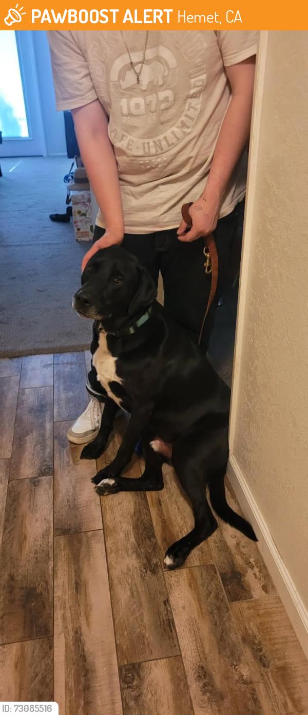 Found/Stray Male Dog last seen New Chicago, Florida Ave, Hemet, CA 92544