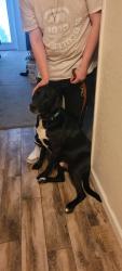 Found/Stray Male Dog last seen New Chicago, Florida Ave, Hemet, CA 92544