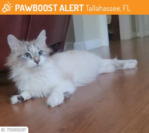 Found/Stray Female Cat last seen Apalachee Pkwy and Chaires Cross Road, Tallahassee, FL 32301
