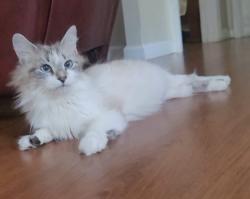 Found/Stray Female Cat last seen Apalachee Pkwy and Chaires Cross Road, Tallahassee, FL 32301