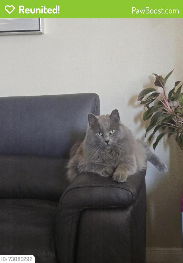 Reunited Male Cat last seen Chalk ridge ln, New Caney, TX 77357