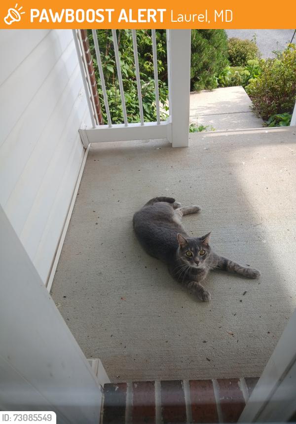 Found/Stray Male Cat last seen Maryland Ave and Sewall Ave, Laurel, MD 20723