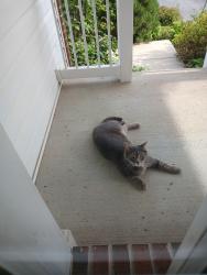 Found/Stray Male Cat last seen Maryland Ave and Sewall Ave, Laurel, MD 20723