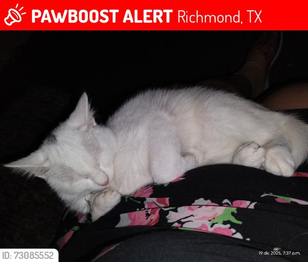 Lost Male Cat last seen Richmond, tx, Richmond, TX 77469