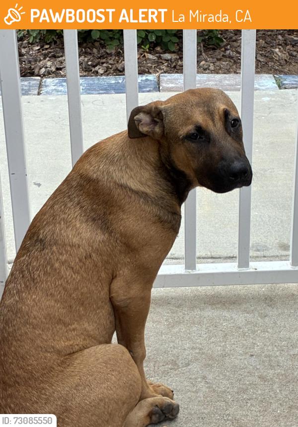 Found/Stray Female Dog last seen Santa Gertrudes/Olive Branch, La Mirada, CA 90638