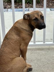 Found/Stray Female Dog last seen Santa Gertrudes/Olive Branch, La Mirada, CA 90638
