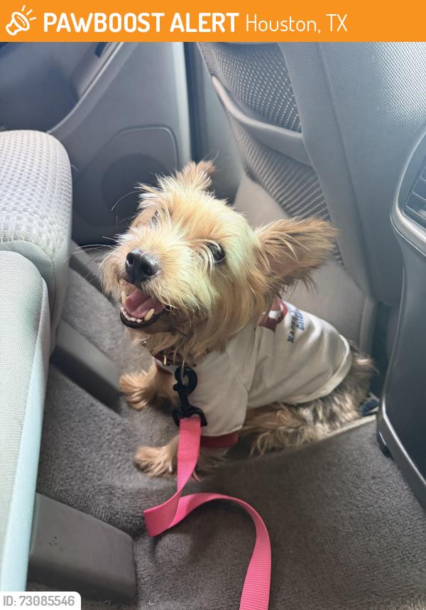 Found/Stray Female Dog last seen Renshaw and old Spanish, Houston, TX 77023