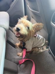 Found/Stray Female Dog last seen Renshaw and old Spanish, Houston, TX 77023