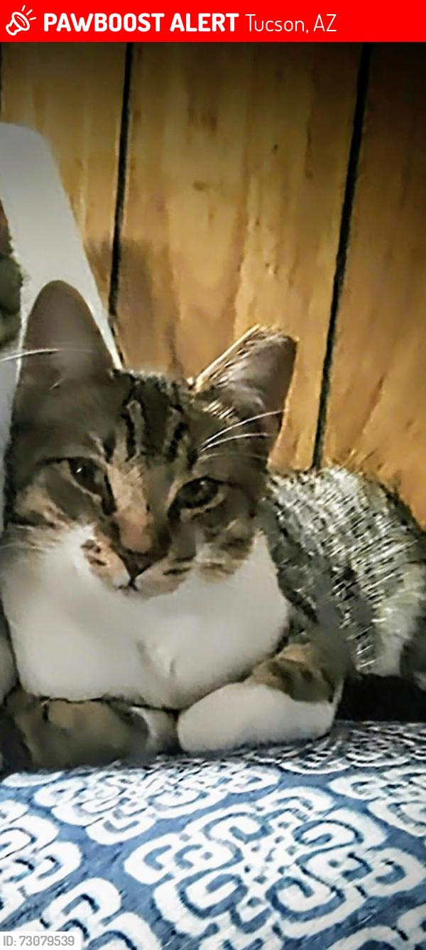 Lost Male Cat last seen Alvernon and Monte Vista, Tucson, AZ 85716