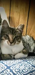 Lost Male Cat last seen Alvernon and Monte Vista, Tucson, AZ 85716