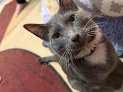 Found/Stray Male Cat last seen 102nd st and Main, Mesa, AZ 85208
