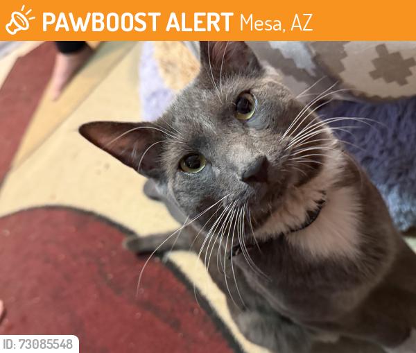 Found/Stray Male Cat last seen 102nd st and Main, Mesa, AZ 85208