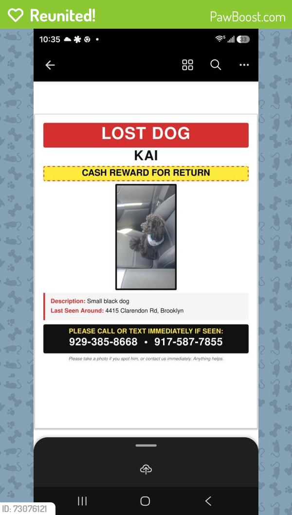 Reunited Male Dog last seen Clarendon rd and east 45th st Brooklyn , Brooklyn, NY 11203