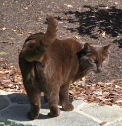 Lost Female Cat last seen Casero Place and Palsero Avenue, Escondido, CA 92029