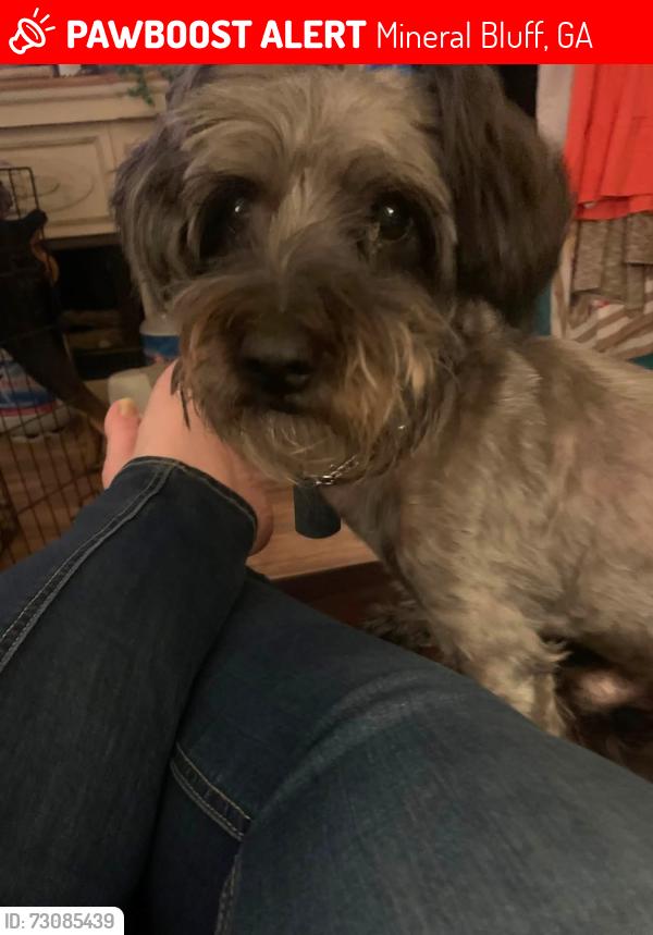Lost Male Dog last seen Humphrey Mill Rd., Mineral Bluff, GA 30559