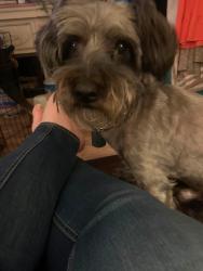Lost Male Dog last seen Humphrey Mill Rd., Mineral Bluff, GA 30559