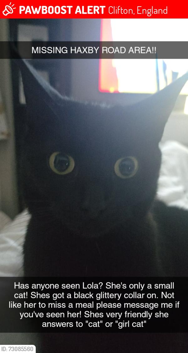 Lost Female Cat last seen White cross road, Clifton, England 