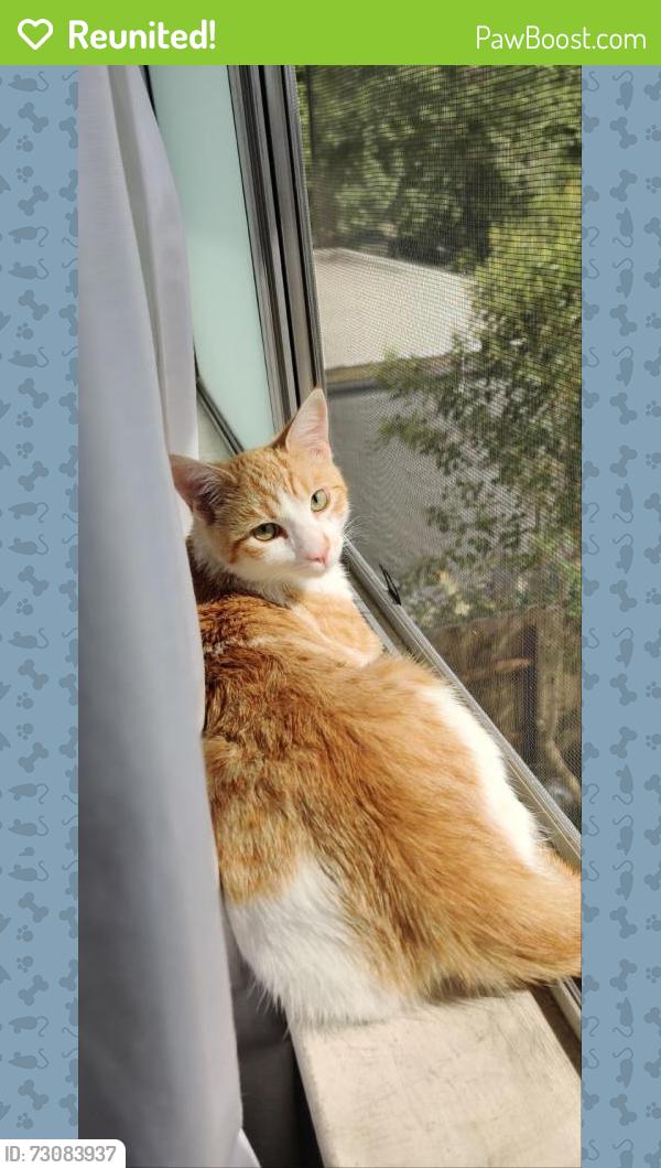 Reunited Male Cat last seen Hammertown Dr/Lorraine Ave, Stockton, CA 95210