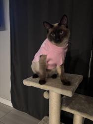 Lost Female Cat last seen Ora Avo Dr Vista ca 92084, Vista, CA 92084