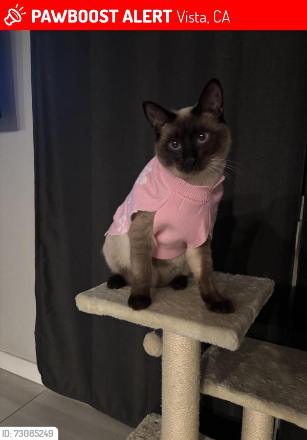 Lost Female Cat last seen Ora Avo Dr Vista ca 92084, Vista, CA 92084