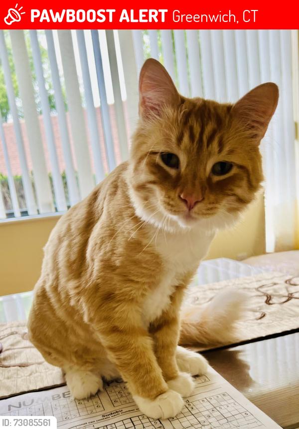 Lost Male Cat last seen Weaver Street , Greenwich, CT 06831