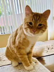 Lost Male Cat last seen Weaver Street , Greenwich, CT 06831