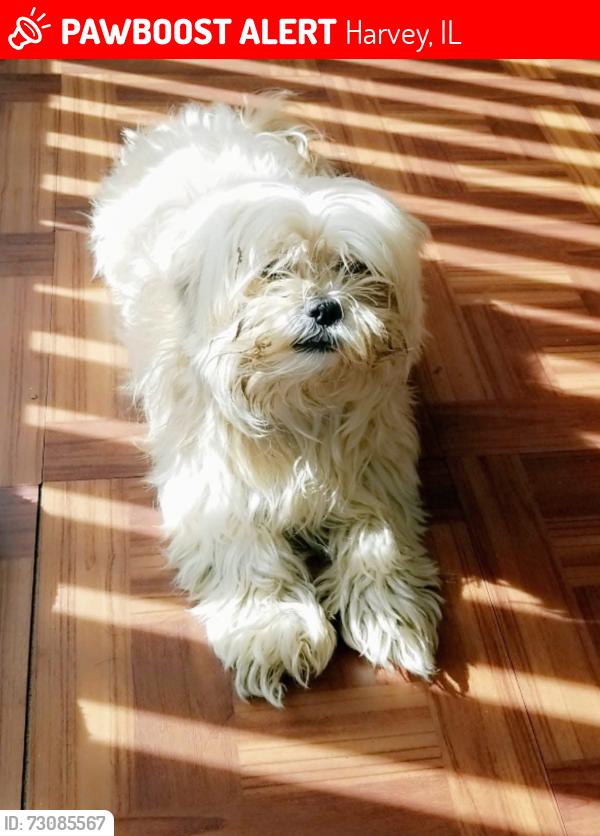 Lost Male Dog last seen 160th finch ave, Harvey, IL 60426
