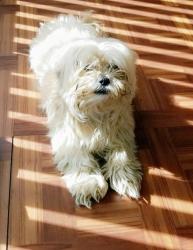 Lost Male Dog last seen 160th finch ave, Harvey, IL 60426