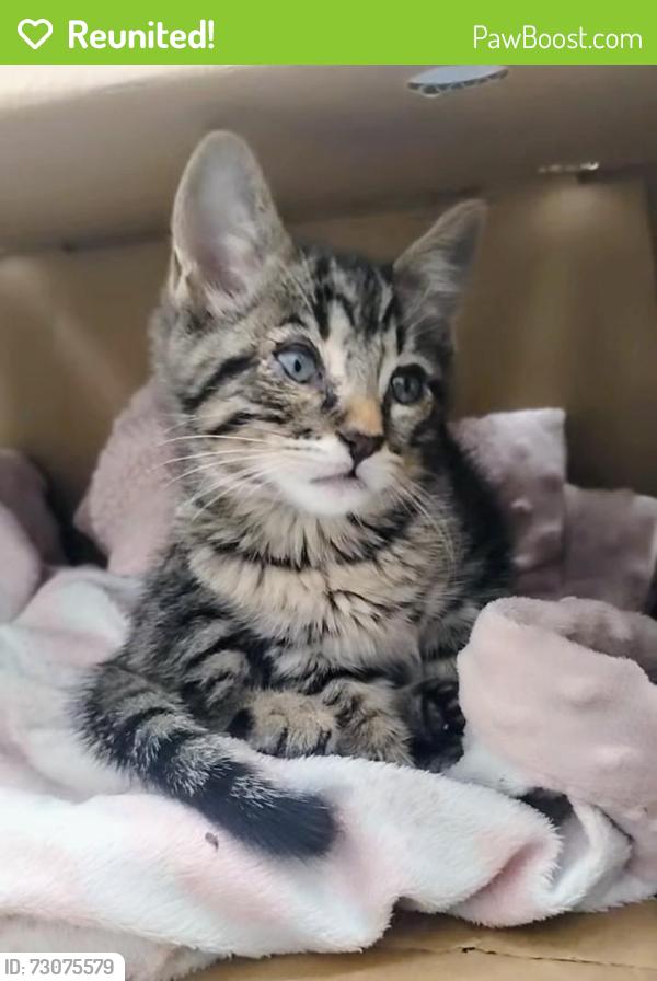 Reunited Male Cat last seen Pinole Valley Rd and Henry Ave, Pinole, CA 94564