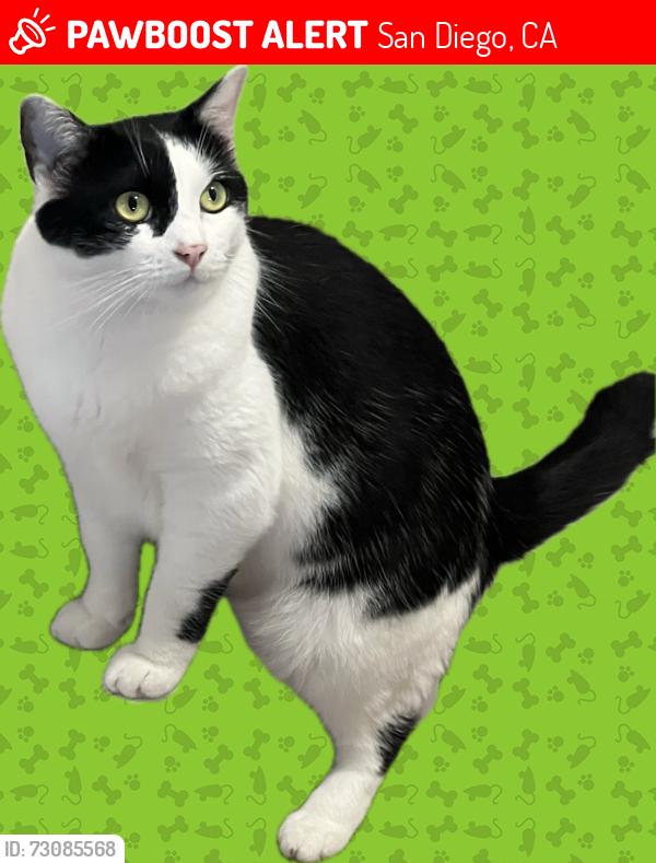 Lost Female Cat last seen imperial avenue San Diego 92114, San Diego, CA 92114