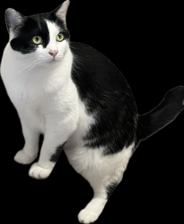 Lost Female Cat last seen imperial avenue San Diego 92114, San Diego, CA 92114
