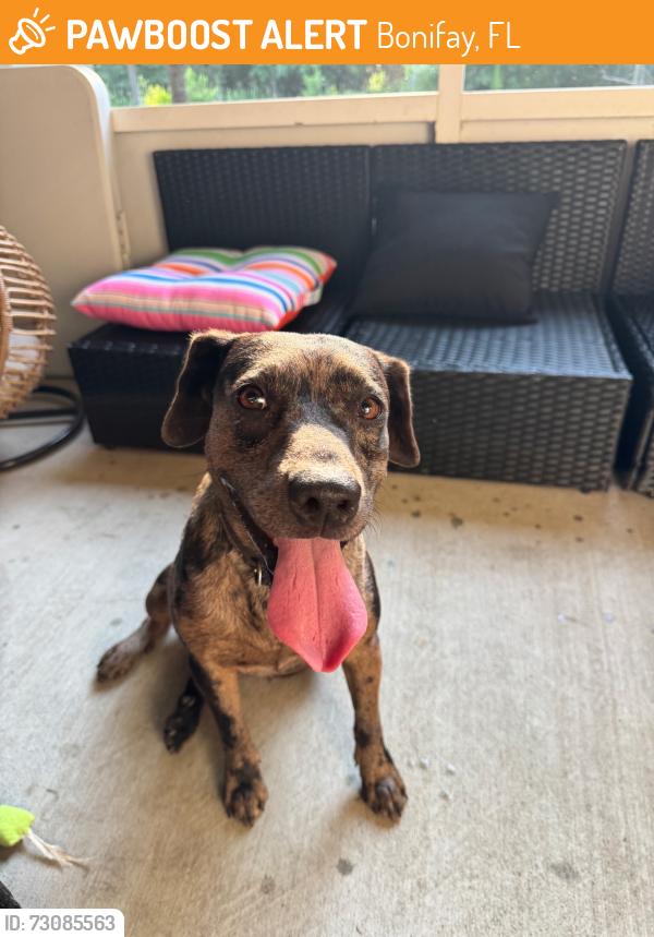 Found/Stray Female Dog last seen Unknown, Washington County, FL 32425