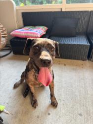 Found/Stray Female Dog last seen Unknown, Washington County, FL 32425