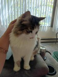 Lost Female Cat last seen Near west pacific, Spokane, WA 99201