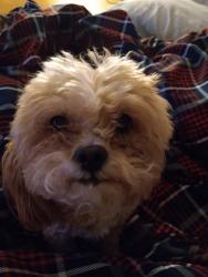 Lost Female Dog last seen Maryland paryway, Las Vegas, NV 89119
