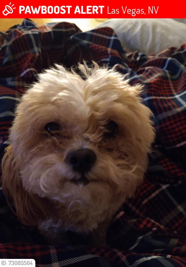 Lost Female Dog last seen Maryland paryway, Las Vegas, NV 89119