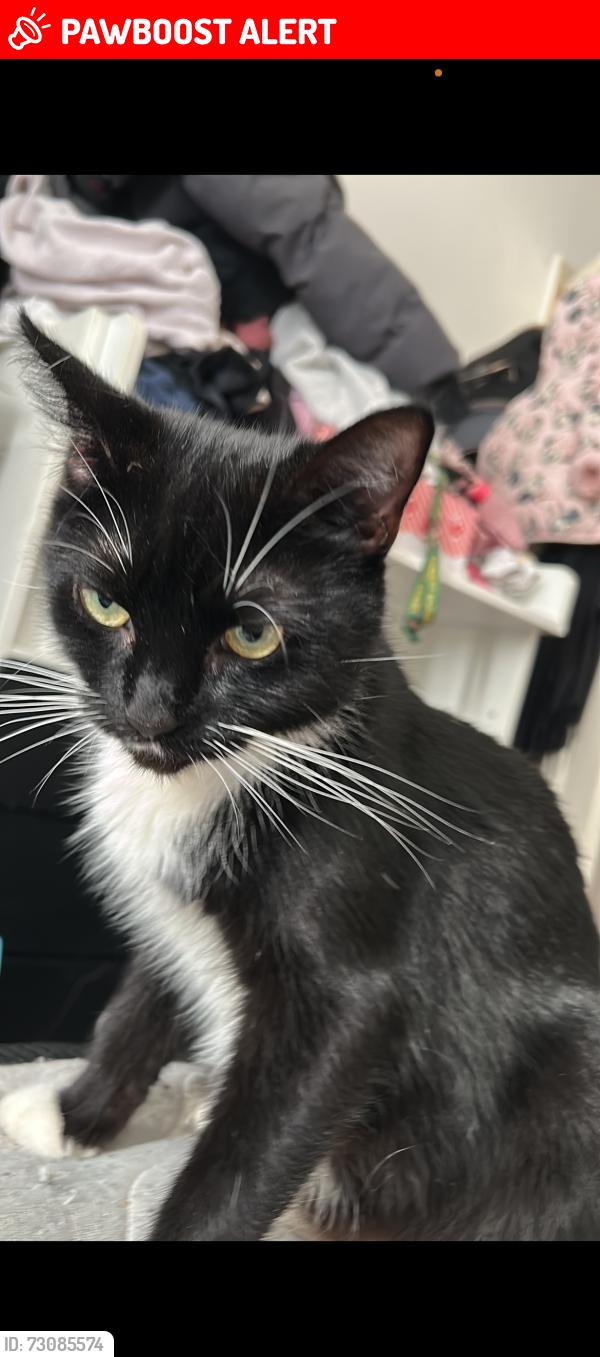 Lost Female Cat last seen Ig6 1be, Greater London, England 