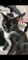 Lost Female Cat last seen Ig6 1be, Greater London, England 