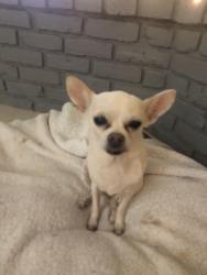 Reunited Female Dog last seen Near ave, Wilton Manors, FL 33334