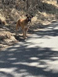 Found/Stray Male Dog last seen Drycreek trauls close to claus rd underbridge, Modesto, CA 95353