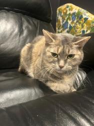 Reunited Female Cat last seen Desrochers, Edmonton, AB T6W 1A7