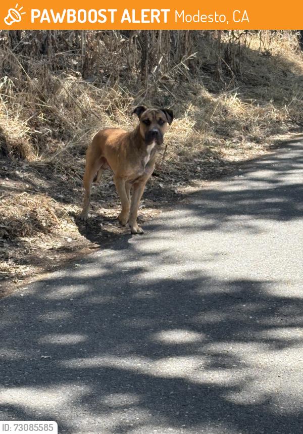 Found/Stray Male Dog last seen Drycreek trauls close to claus rd underbridge, Modesto, CA 95353