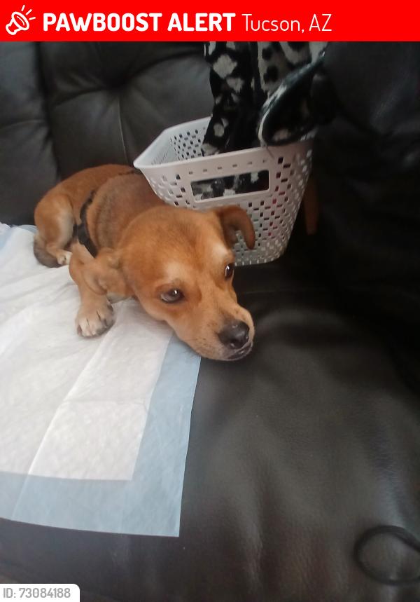 Lost Male Dog last seen Galaxy south smoke shop 2620 e 22nd st, Tucson, AZ 85713